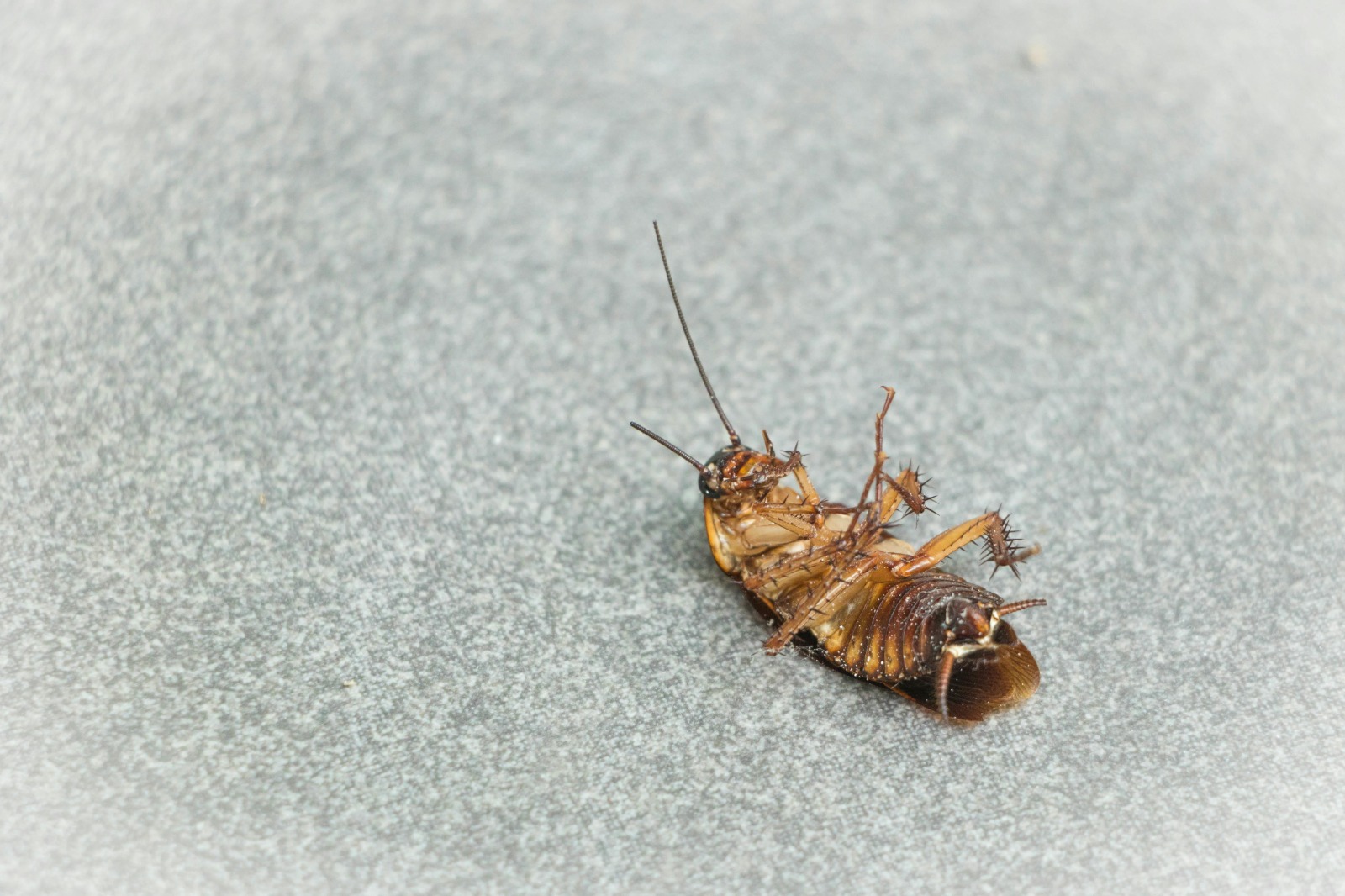 Pest Control service